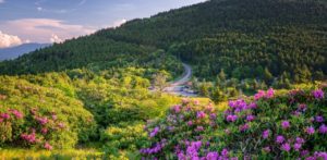 North Carolina Wildflowers