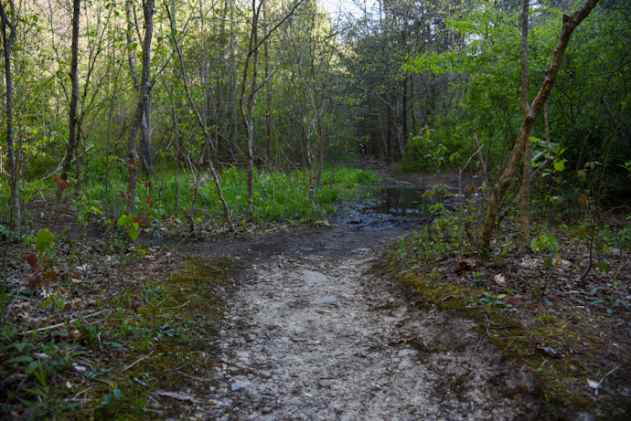 swampy path sea creek falls