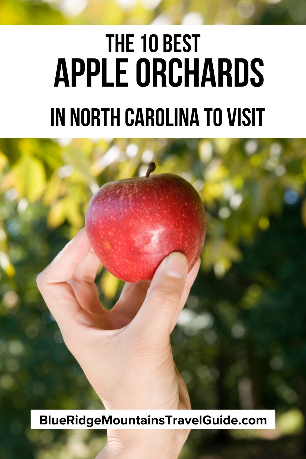 Apple Picking in North Carolina The 10 Best NC Apple Orchards to Visit
