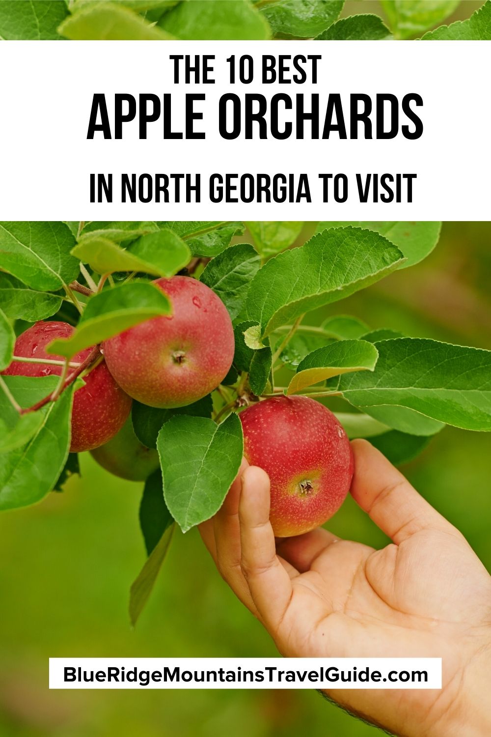Apple Picking in The 10 Best North GA Apple Orchards to Visit
