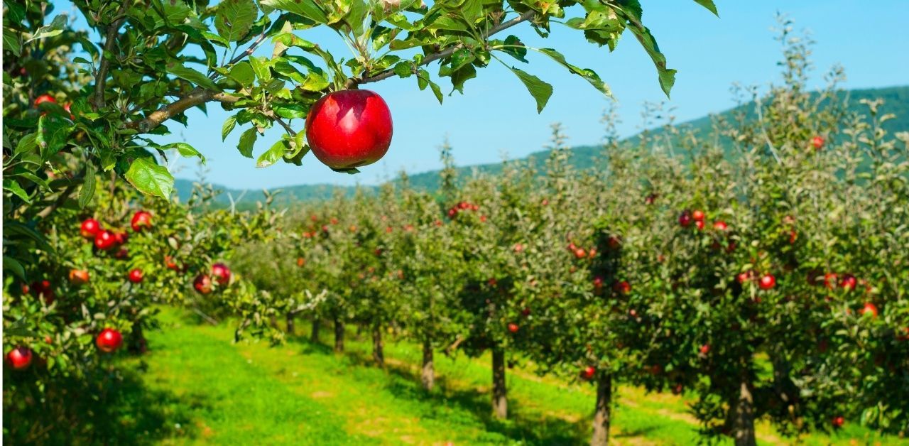 North GA Apple Orchards