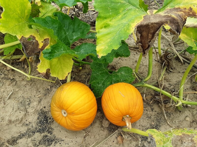 Upton Family Farm