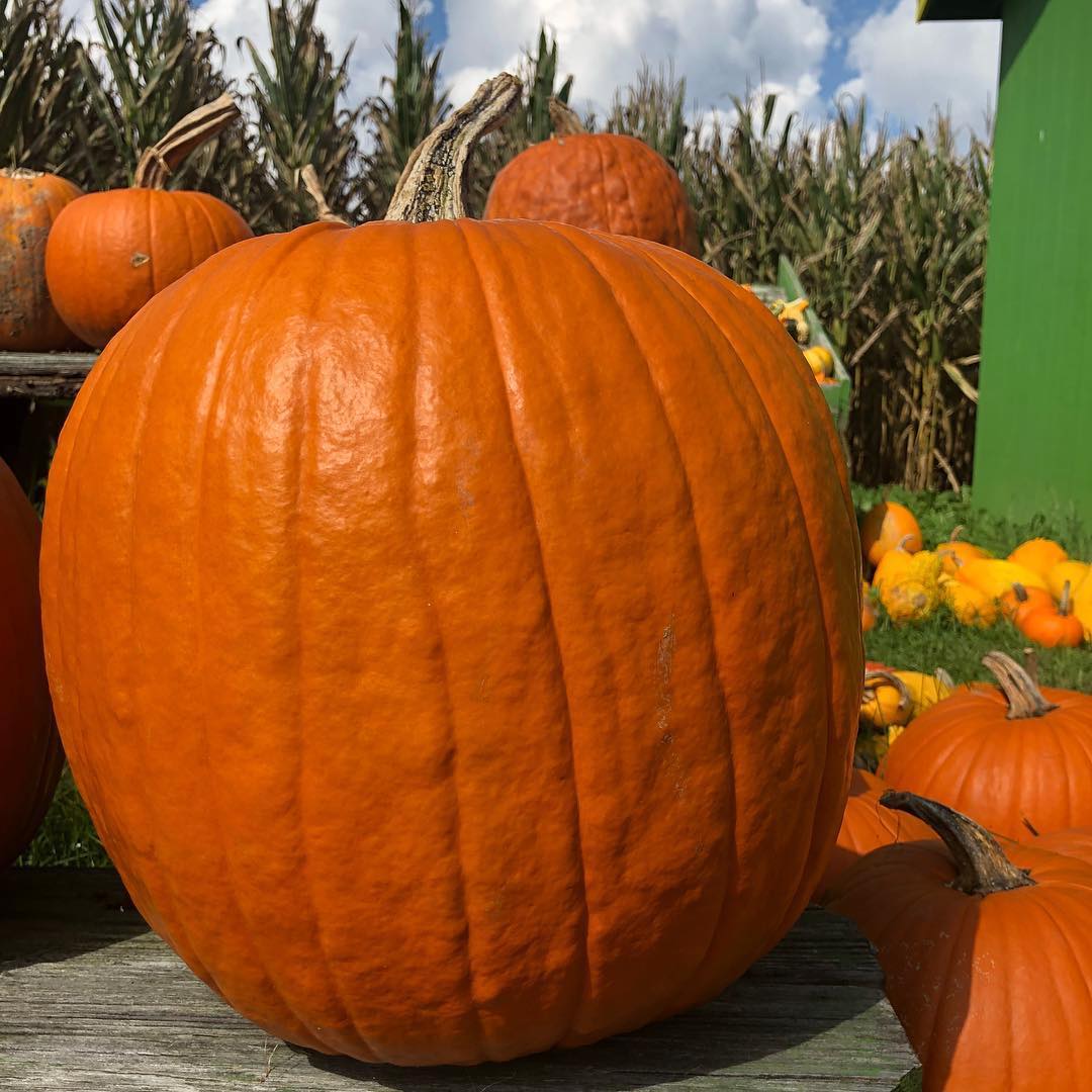 The 25 Best Pumpkin Patches In NC (2023)