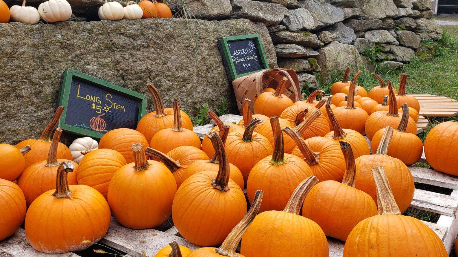 Hickory Nut Gap Pumpkins - pumpkin patch asheville NC