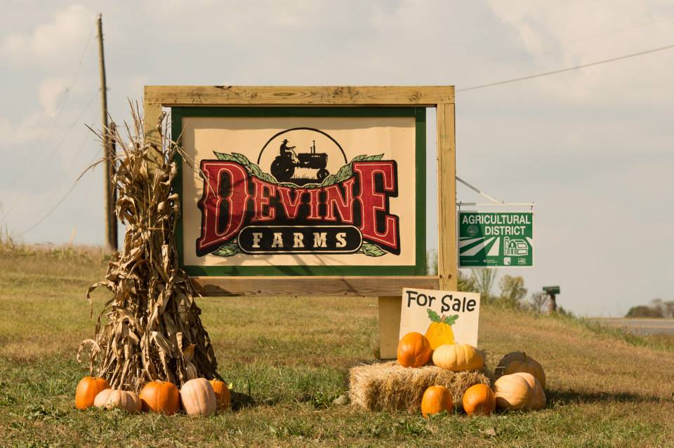 Devine Farms - pumpkin patches charlotte nc