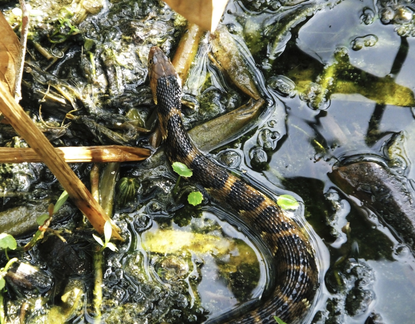 Banded Water Snake