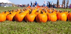 Best Pumpkin Patches in North Georgia