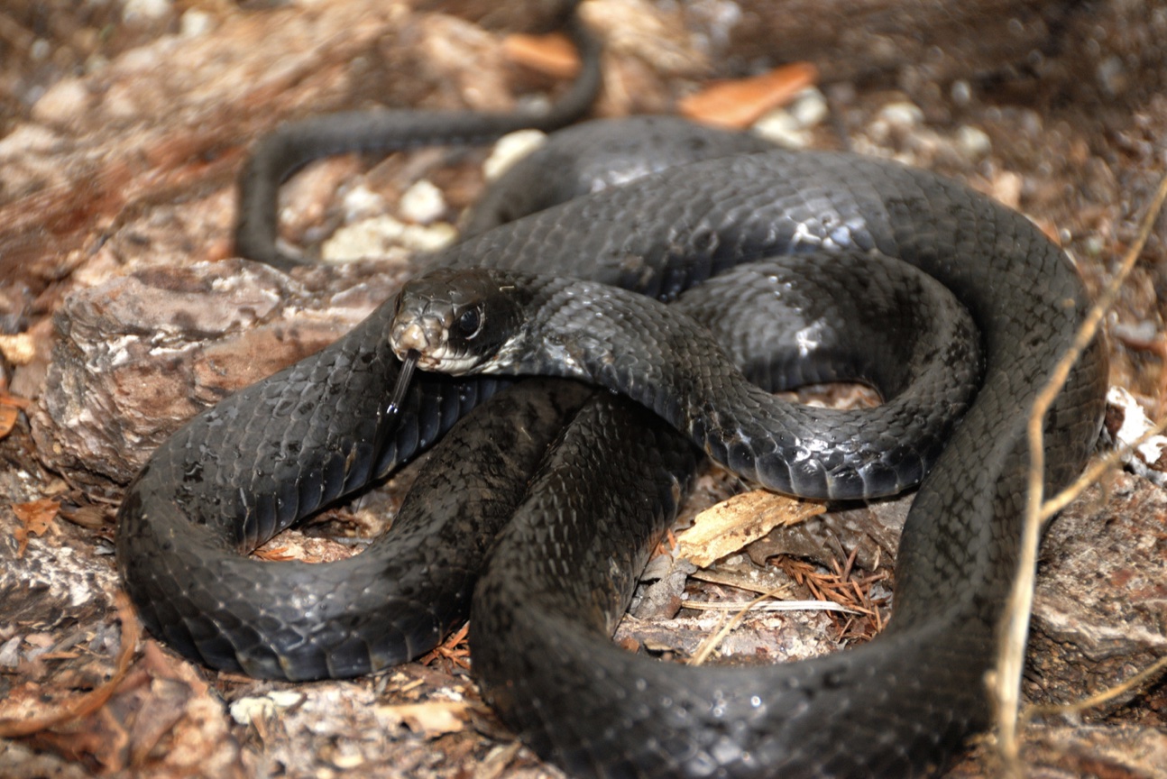 Black Racer Snake - black snakes in virginia