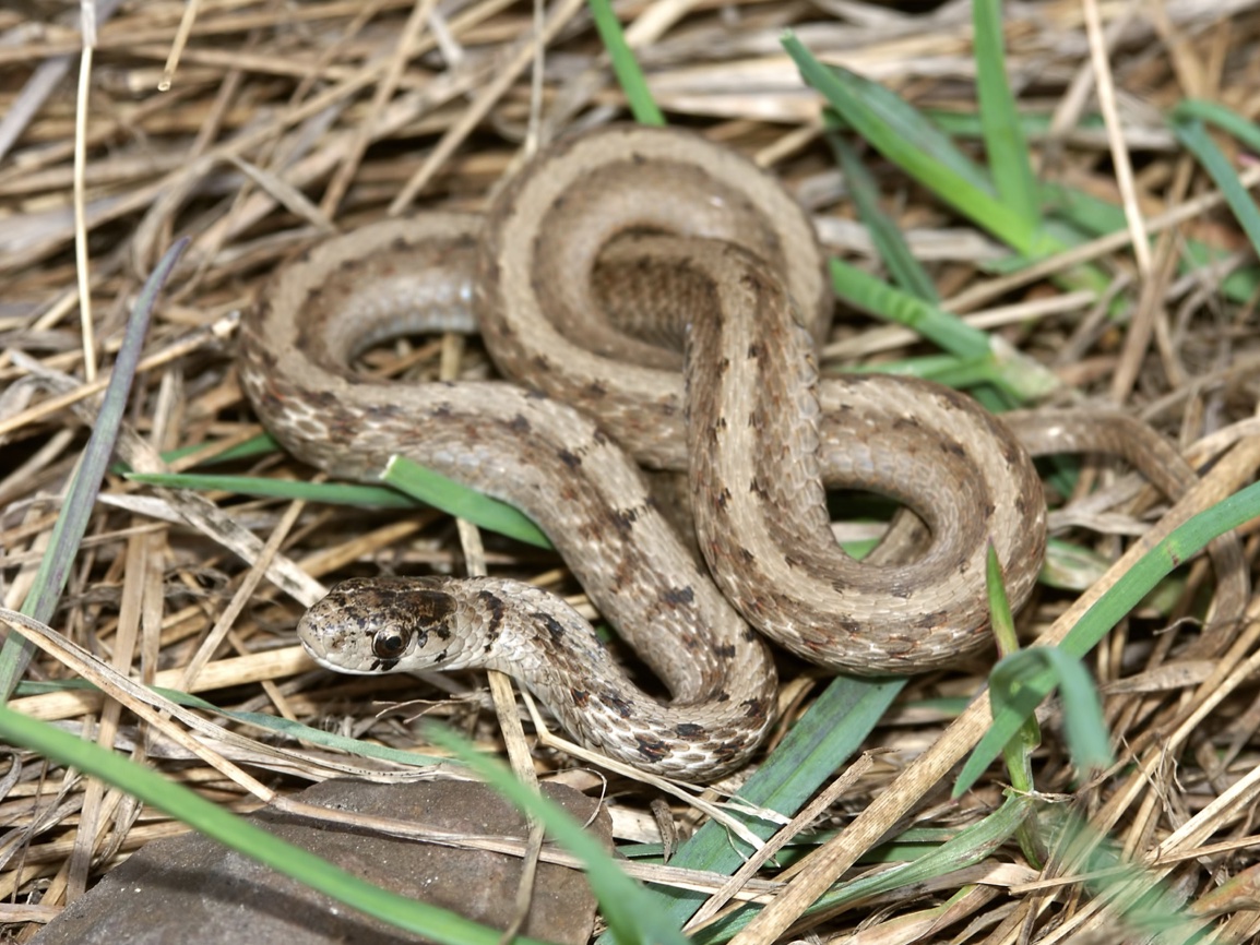 NC Brown Snake