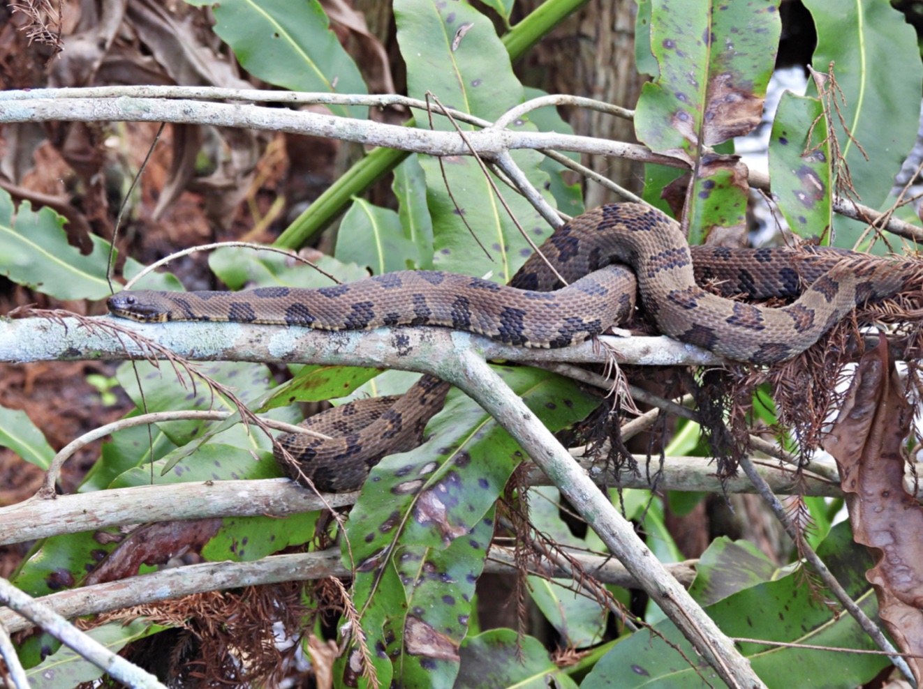 Brown Watersnake