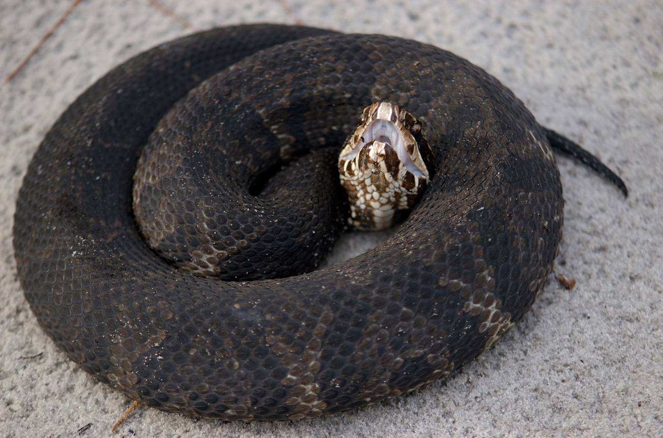 Coiled Cottonmouth - poisonous snakes in va