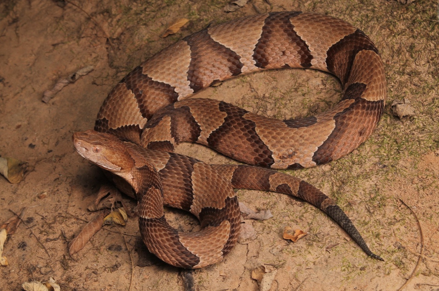 Copperhead Snake - snakes in virginia