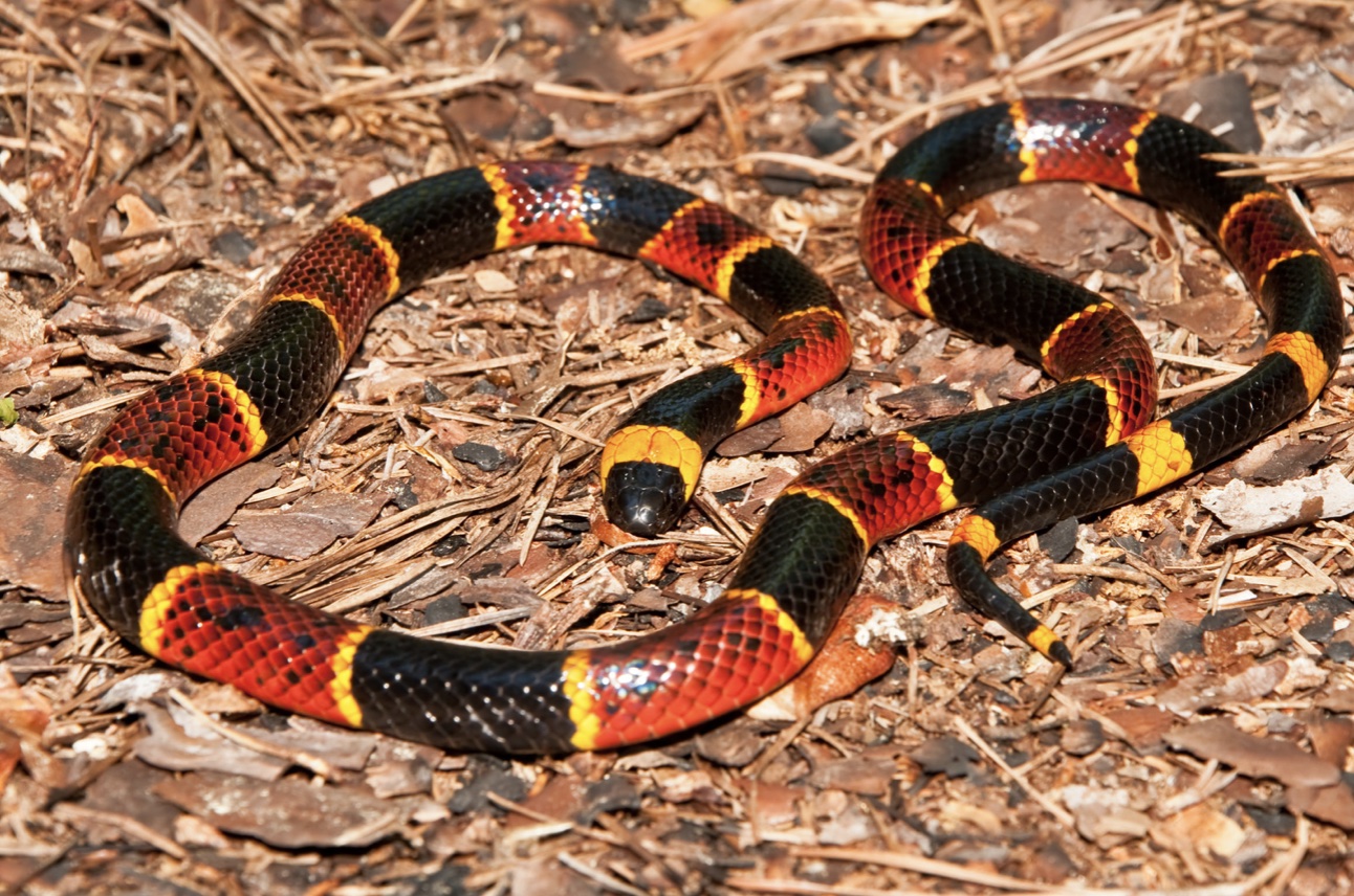 Eastern Coral Snake