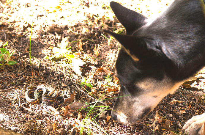 A dog encounters a garter snake