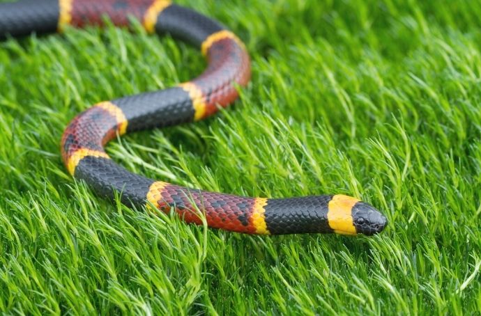 Eastern Coral Snake - venomous snake in Georgia
