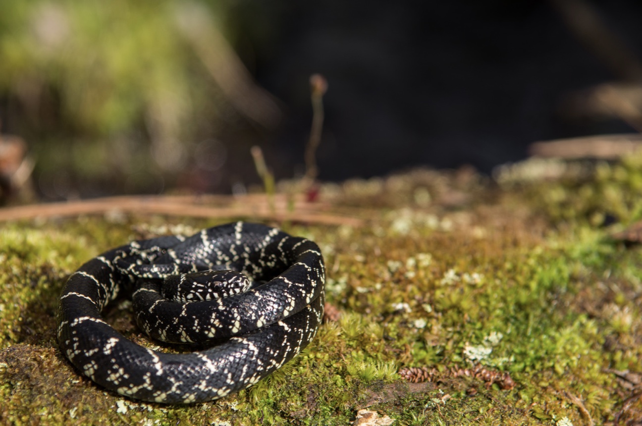 Non-Venomous Vs Venomous Snakes In Georgia (Identification Guide)