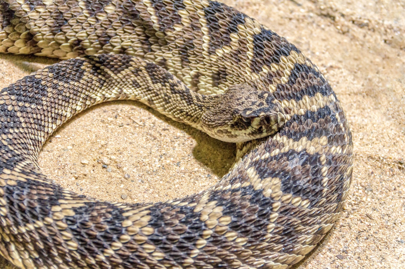 Eastern Diamondback Rattlesnake - North Carolina rattlesnake