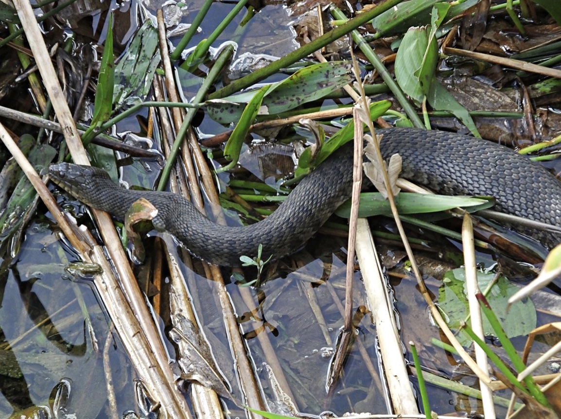 Green Water Snake