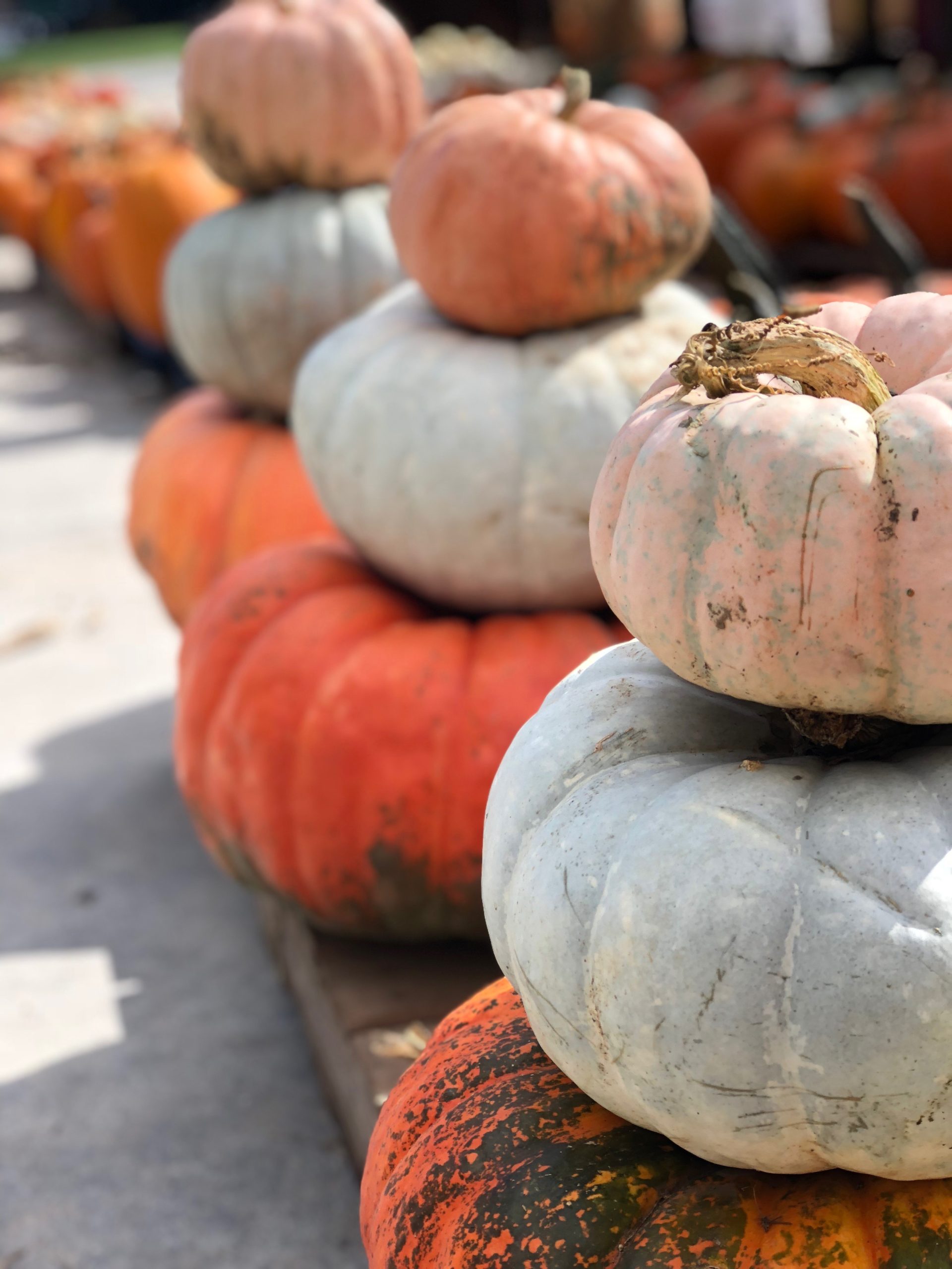 Pumpkins at Johnny Wilson Farm