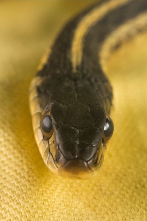 Non-Venomous Eastern Garter Snake with rounded head - snakes of georgia identification
