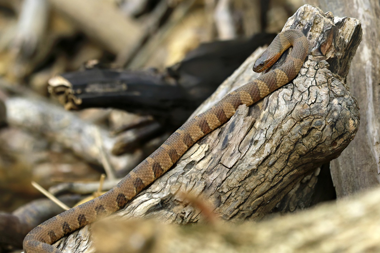 Non-Venomous Vs Venomous Snakes In Georgia (Identification Guide)