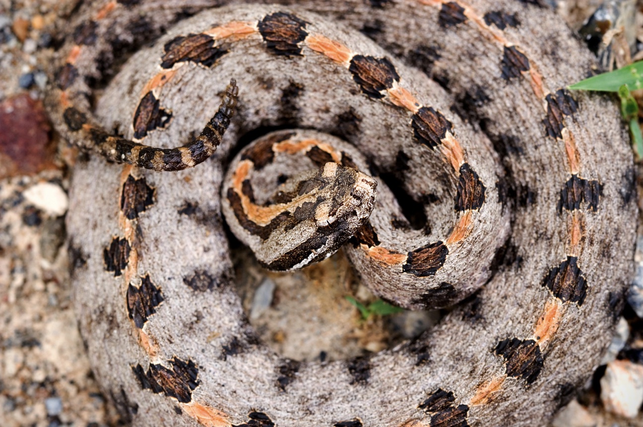 Pigmy Rattlesnake