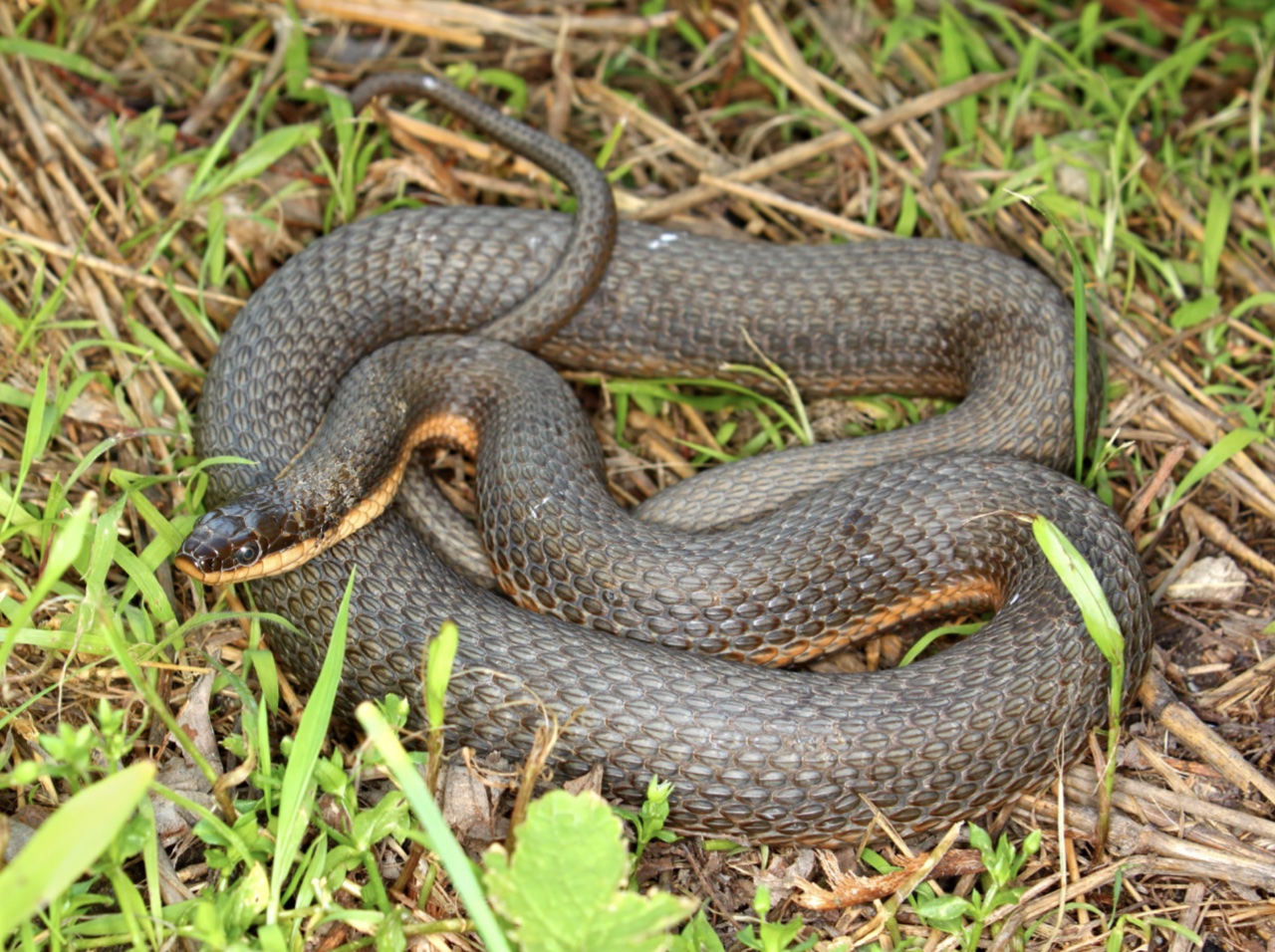 Queen Snake 