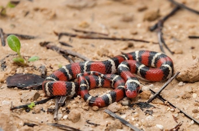 Scarlet Kingsnake