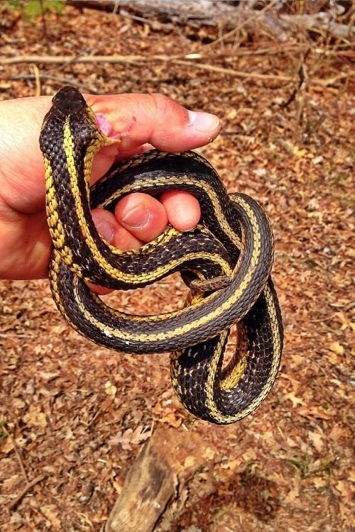 Garter Snake Bite