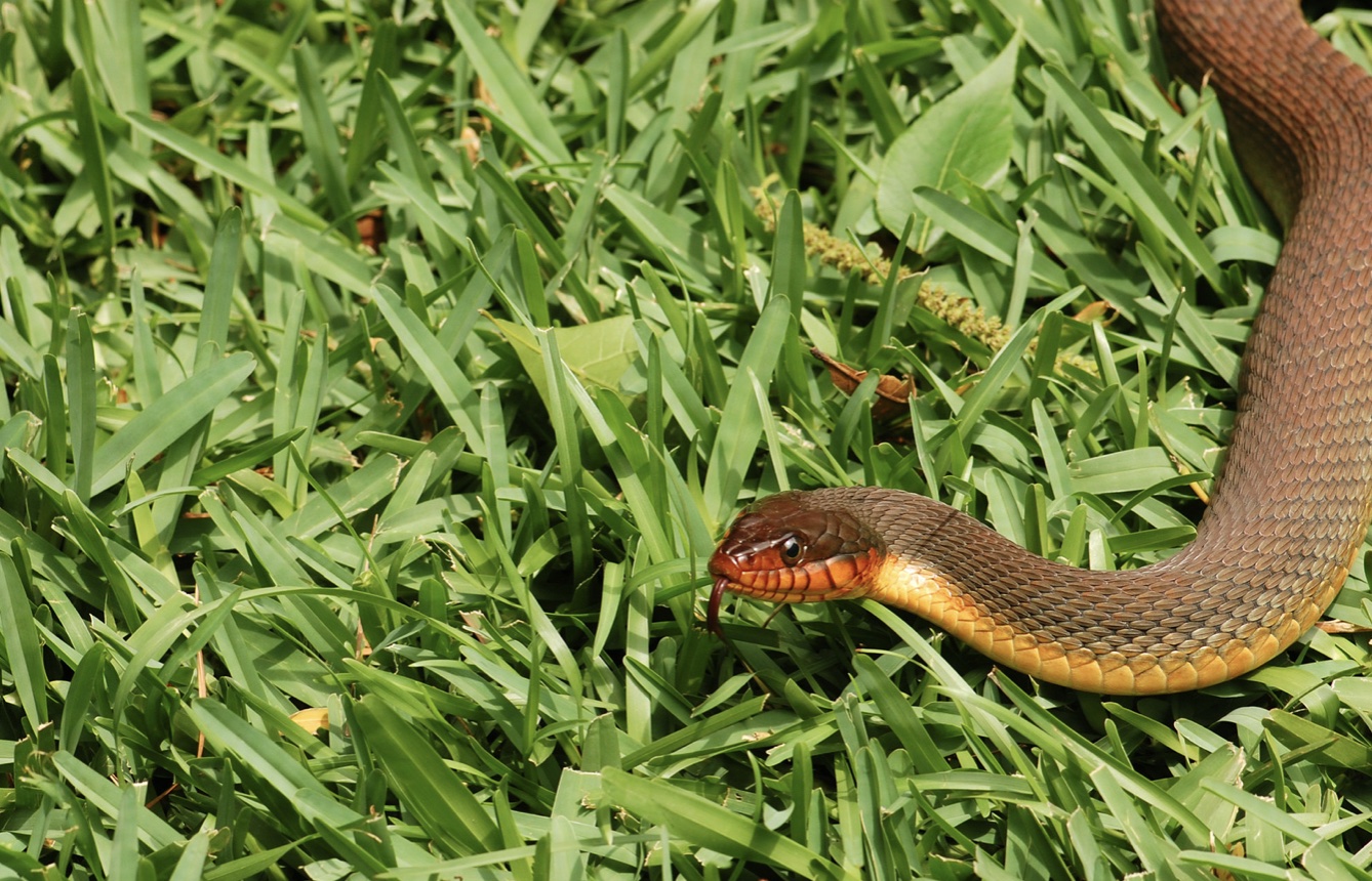 brown baby snake identification