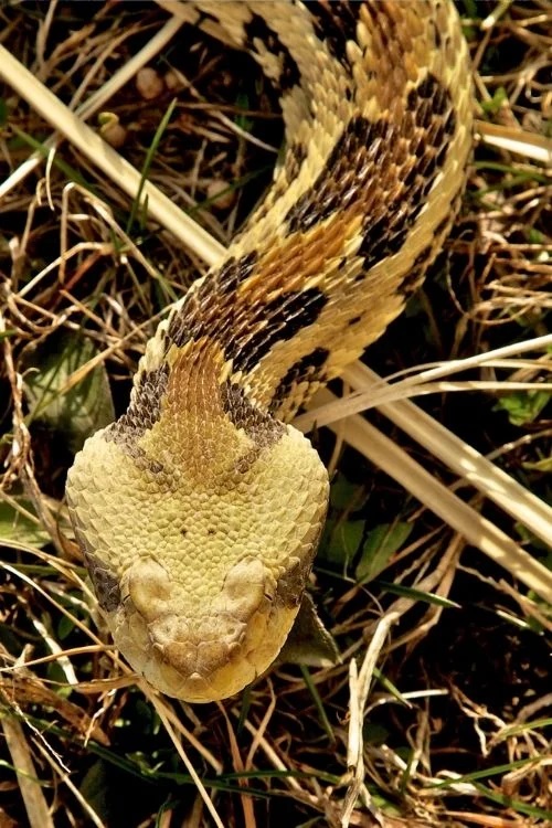 Venomous Timber Rattlesnake with triangular-shaped head - poisonous snakes virginia