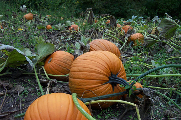 Ashe County Corn Maze and Pumpkin Festival - Pumpkin Patches in North Carolina