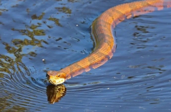 Water Moccasin Swimming - poisonous snakes in va
