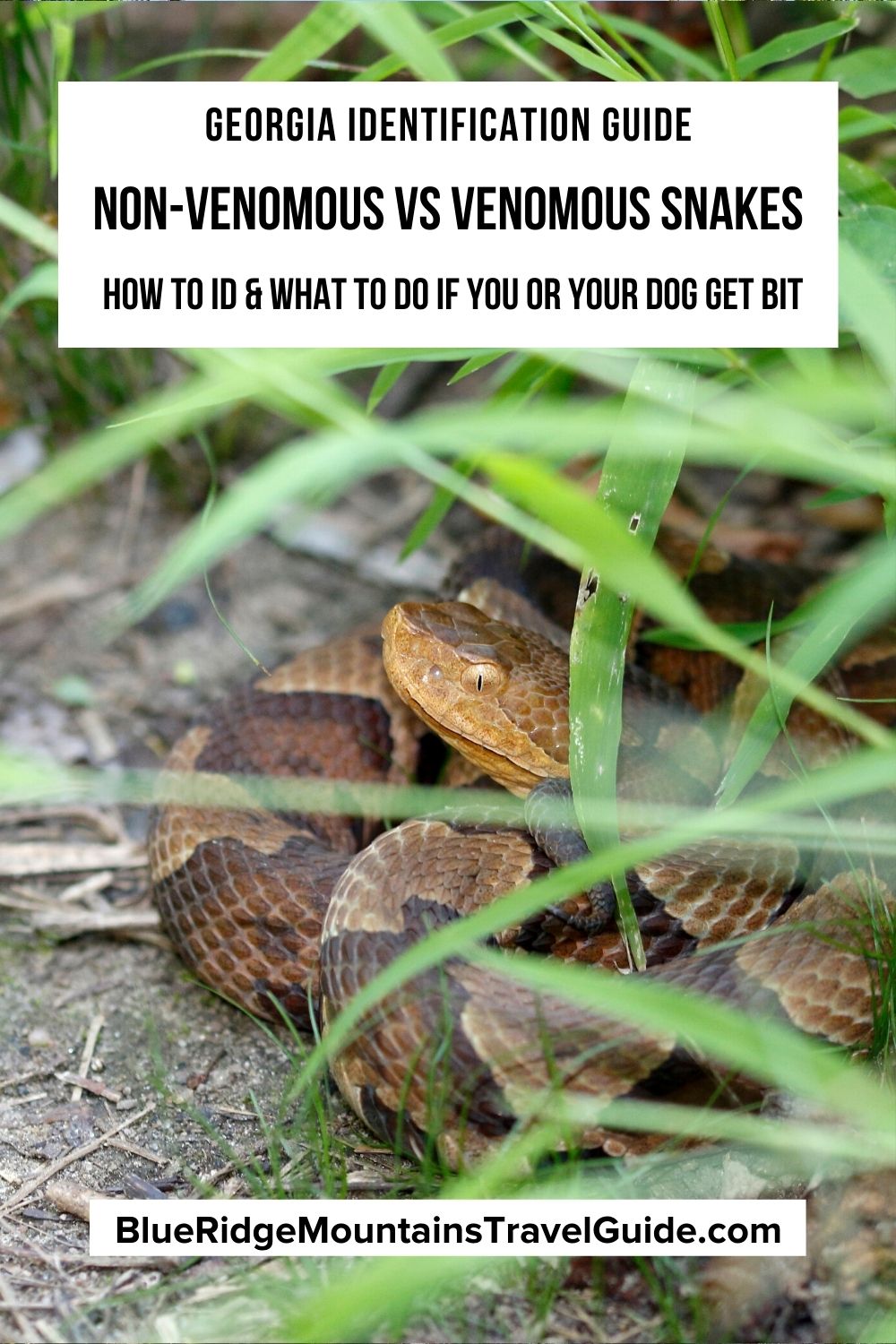 Non-Venomous vs Venomous Snakes In Georgia Identification Guide, including 21 different types of snakes and what to do if you or your dog gets bit. | water snakes in georgia | king snakes in georgia | common georgia snakes | north georgia snakes | snakes of georgia identification | common snakes in georgia | copperhead snakes in georgia | rattlesnakes in georgia | georgia snakes | rat snakes in georgia | black snakes in georgia | garter snakes in georgia