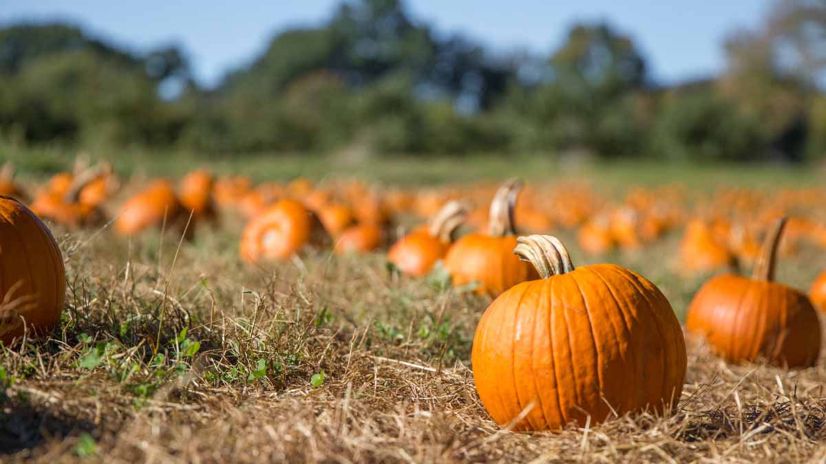 Shelby Corn Maze and Pumpkin Patch - corn mazes in north carolina