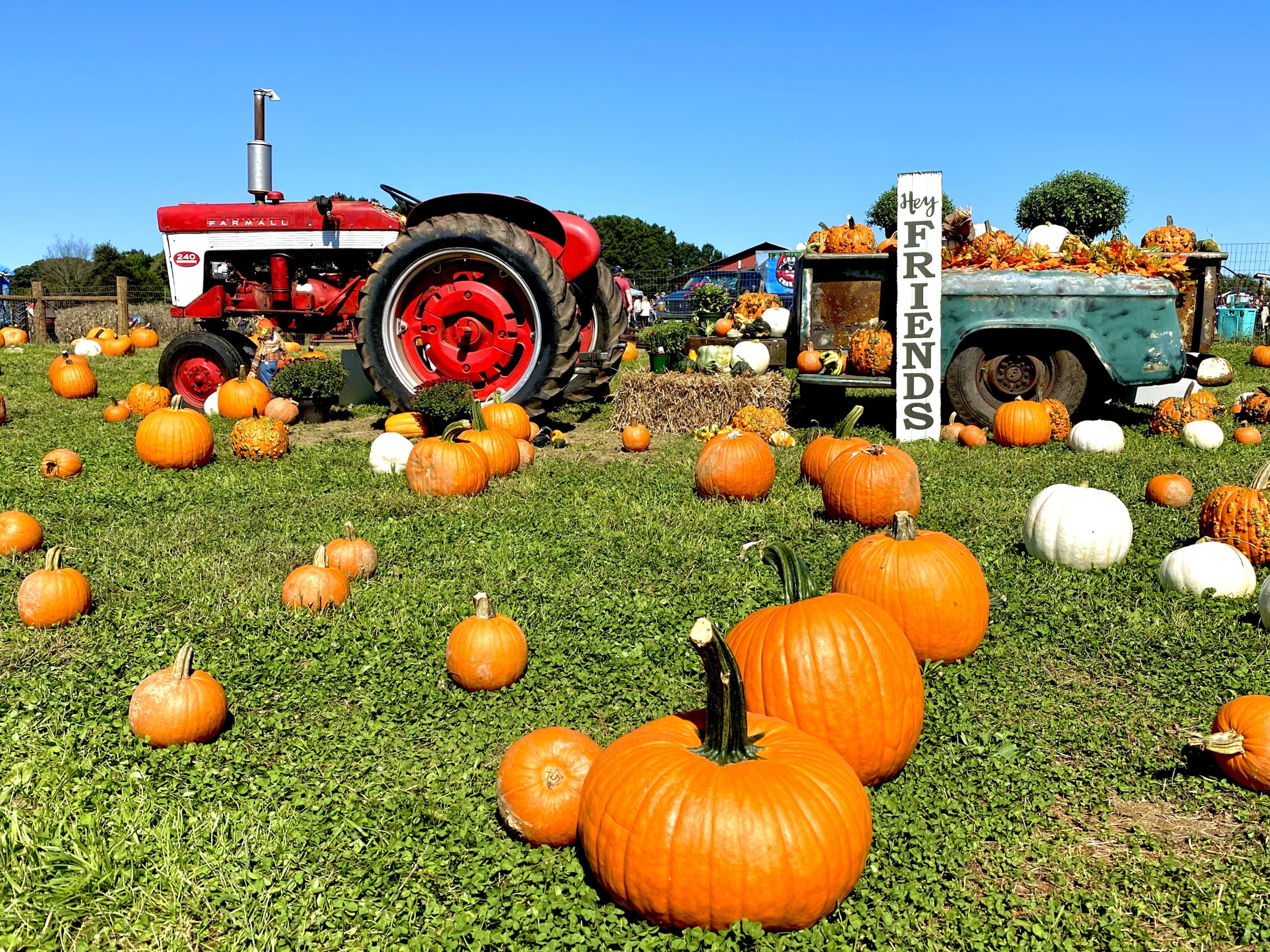 Red Wolf Farm - pumpkin patch in charlotte nc