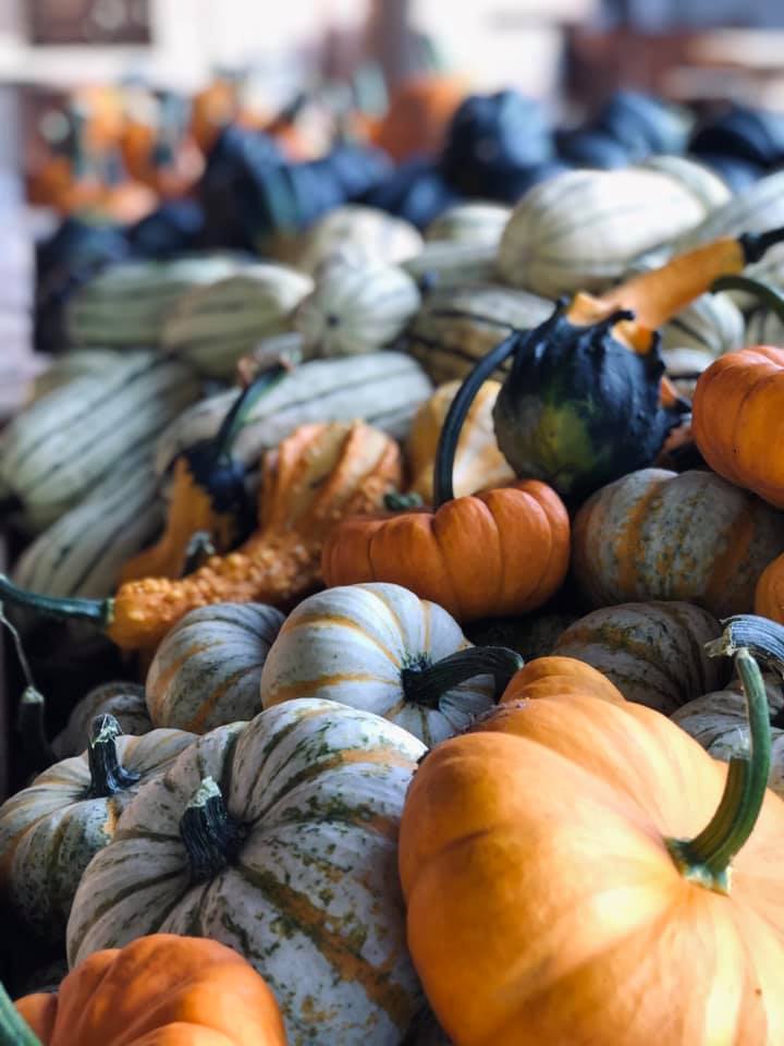 Jeter Mountain Farm - pumpkin patches in Hendersonville