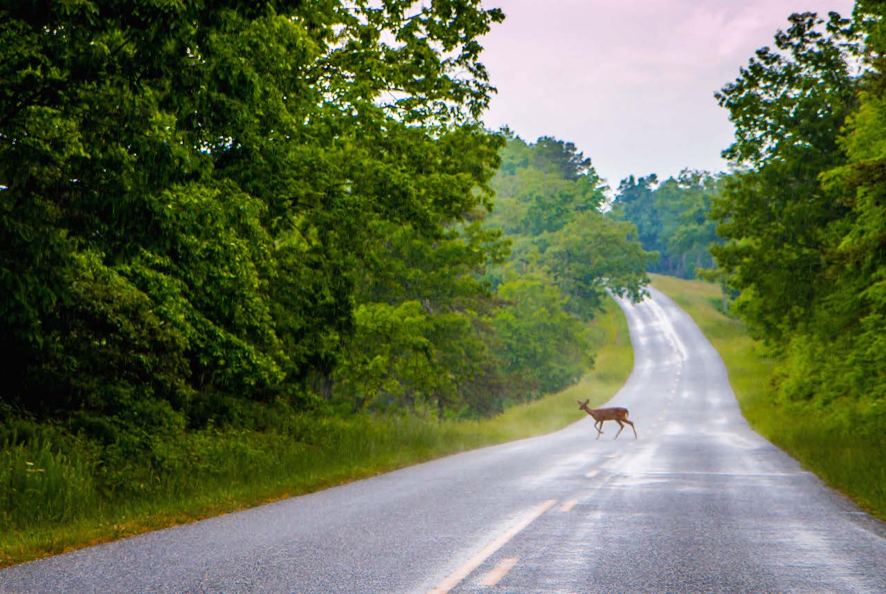 Deer on Blue Ridge Parkway in VA