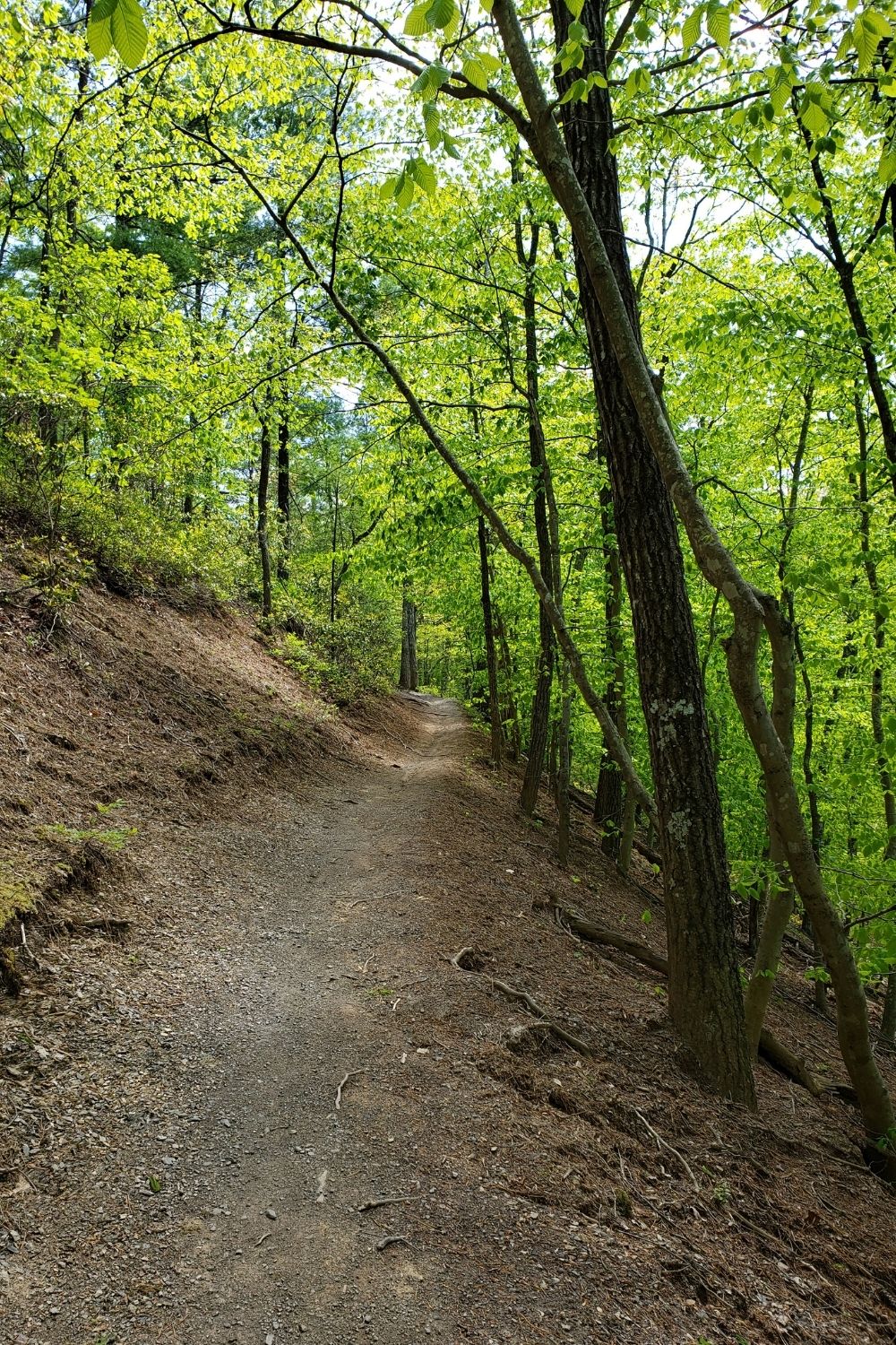 Hiking in Carvins Cove Roanoke VA