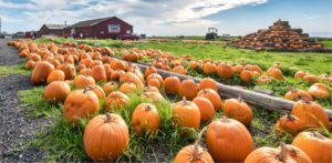 Pumpkin Patch in North Carolina