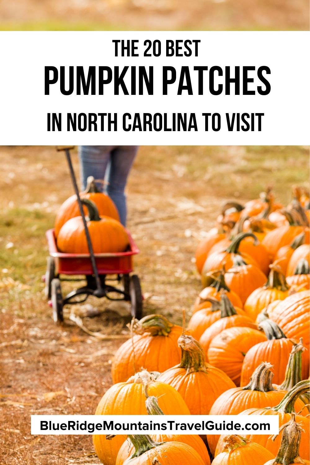 20 of the Best Pumpkin Patches in Western North Carolina including info about some of the best activities and attractions offered at each! | pumpkin patch in Hendersonville | pumpkin patch near Asheville | best pumpkin patch in north carolina | pumpkin patches in north carolina | pumpkin patch Boone | pumpkin farms in north carolina | pumpkin patches in nc |