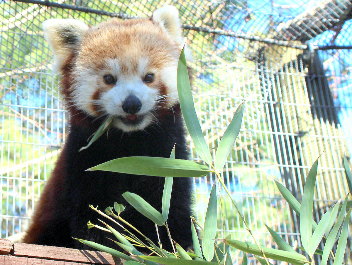 Mill Mountain Zoo - Roanoke