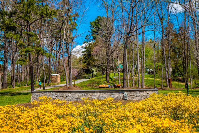 Wildflowers at Main Street Nature Park in Weaverville NC