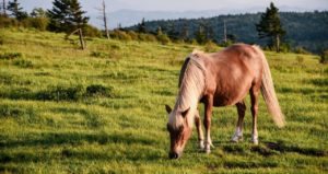 Wild Horse at Grayson Highlands State Park in VA