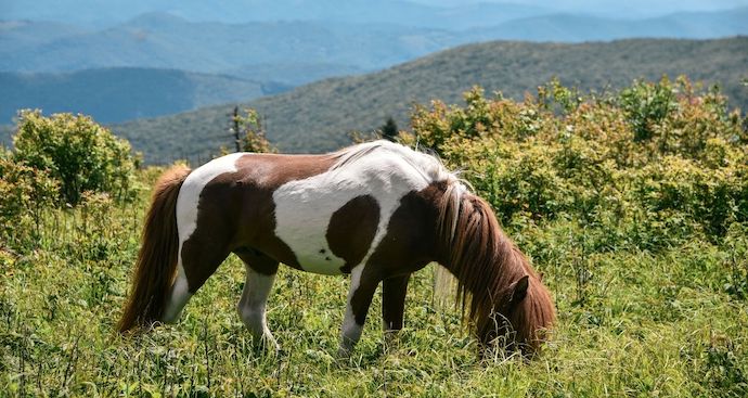 Wild Horse at Grayson Highlands State Park in Virginia