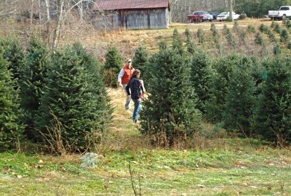 The 12 Best Boone NC Christmas Tree Farms