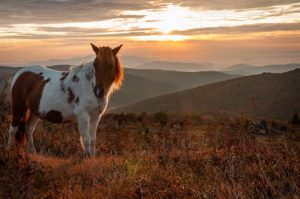 Grayson Highlands State Park Wild Ponies