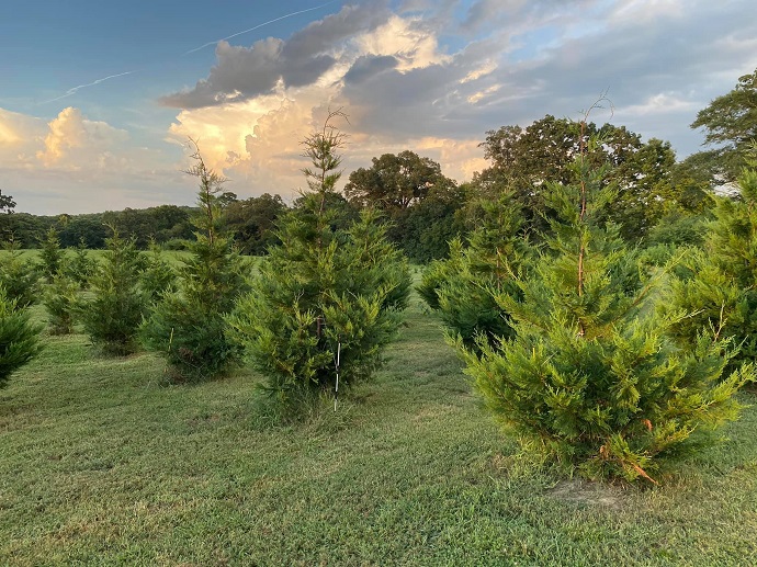 Henderson Farms in Georgia