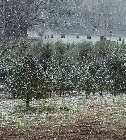 Kittle Christmas Tree Farm in Georgia