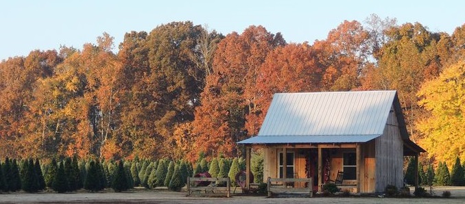 Wheeler Christmas Tree Farm in Georgia